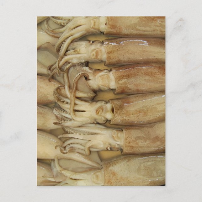 Tintenfisch - Calamari Postkarte (Vorderseite)