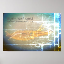 Tintenfisch des Bigfin-Riffs, Sepioteuthis lekonia Poster