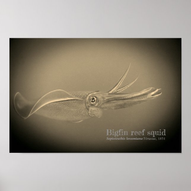 Tintenfisch des Bigfin-Riffs, Sepioteuthis lekonia Poster (Vorne)