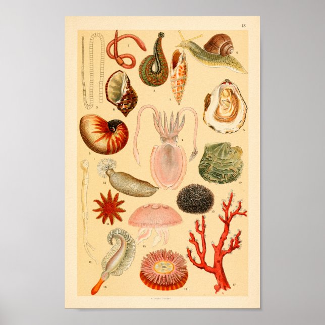Tintenfisch Jellyfish Sea Life Collection Poster (Vorne)