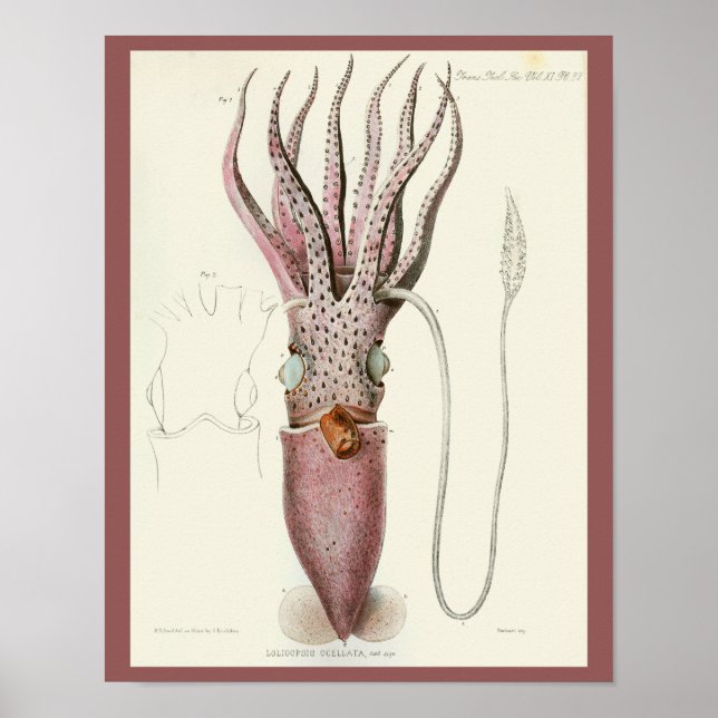Tintenfisch Lila Cephalopod Sea Kreaturen Art Druc Poster (Vorne)