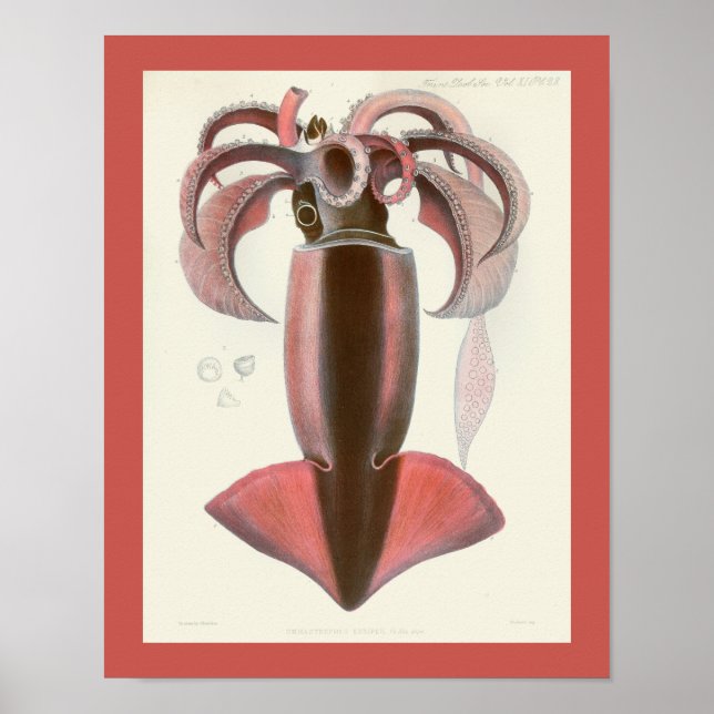 Tintenfisch Lila Cephalopod Sea Kreaturen Art Druc Poster (Vorne)