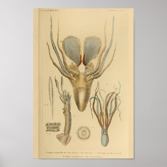 Tintenfisch Octopus Cephalopod Sea Kreaturen Art D Poster (Vorne)