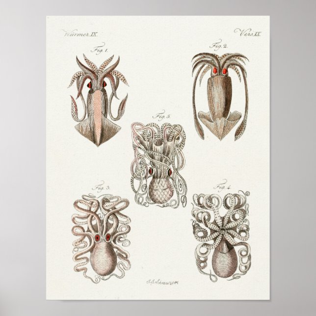 Tintenfisch Octopus Cephalopod Sea Kreaturen Art D Poster (Vorne)