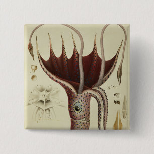 Tintenfisch, Pl.2 von 'Histoire Naturelle Button