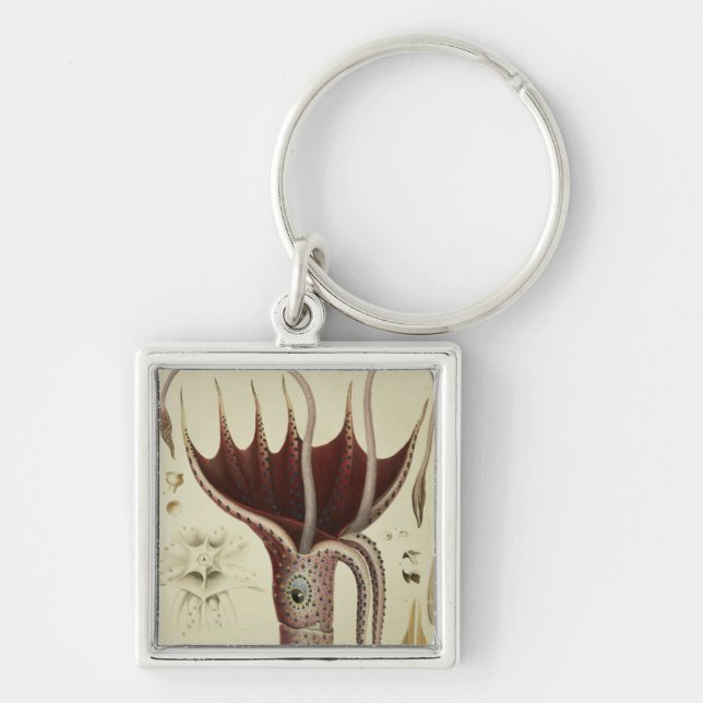 Tintenfisch, Pl.2 von 'Histoire Naturelle Schlüsselanhänger (Vorne)