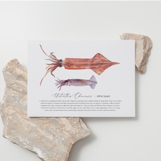 Tintenfisch Postkarte (Von Creator hochgeladen)