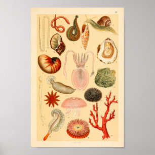 Tintenfisch-Quallen-Seeleben-Sammlungs-Kunst-Druck Poster