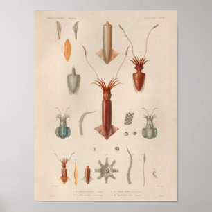 Tintenfisch Rotes blaues Vintages Meer Kreaturen A Poster