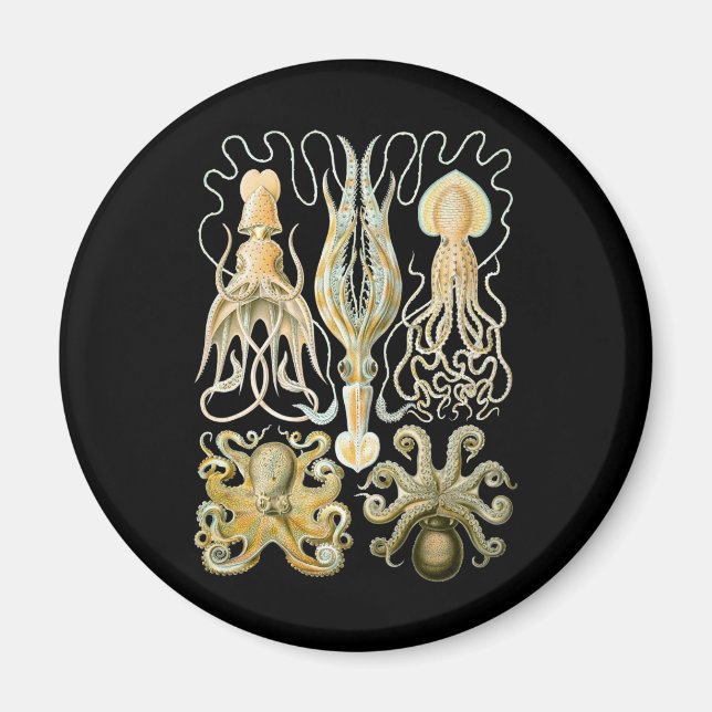 Tintenfisch und Kraken Magnet (Vorne)