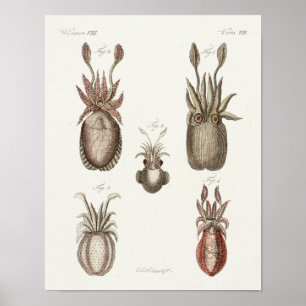 Tintenfisch Vintage Cephalopod Sea Kreaturen Art D Poster