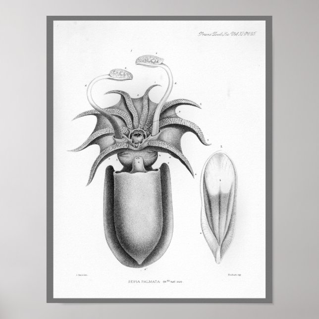 Tintenfisch Vintage Cephalopod Sea Kreaturen Art D Poster (Vorne)