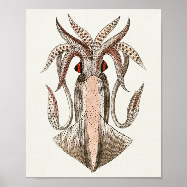 Tintenfisch Vintage Cephalopod Sea Kreaturen Art D Poster (Vorne)