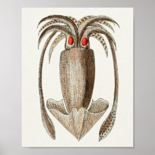 Tintenfisch Vintage Kopffüßer Meerestiere Kunst Dr Poster