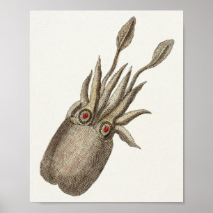 Tintenfisch Vintage Kopffüßer Meerestiere Kunst Dr Poster