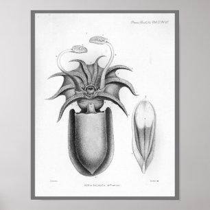 Tintenfisch Vintage Kopffüßer Meerestiere Kunst dr Poster