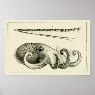 Tintenfisch Vintage Kopffüßer Meerestiere Kunst Dr Poster