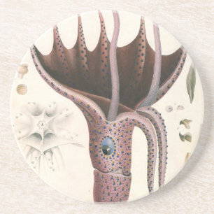 Tintenfisch, Vintage Meerestiere Getränkeuntersetzer