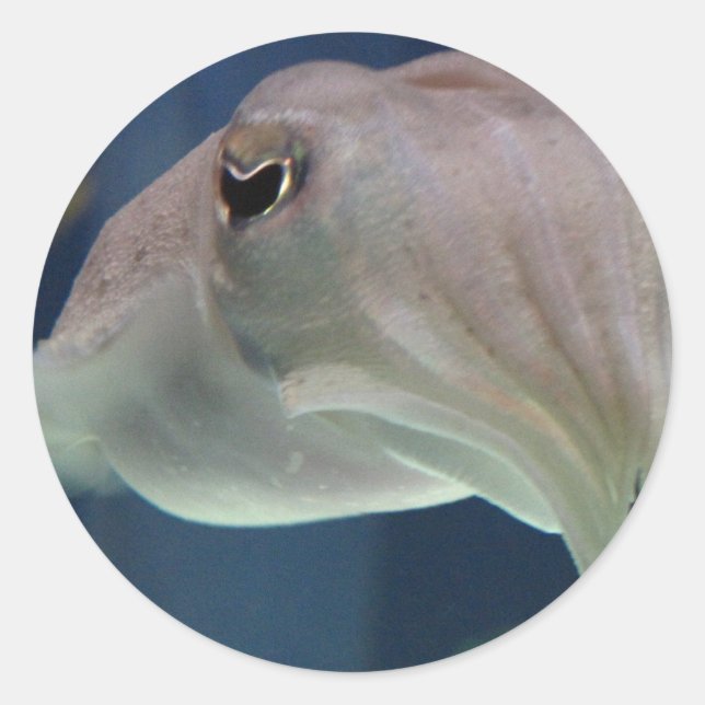 Tintenfischaufkleber Runder Aufkleber (Vorderseite)
