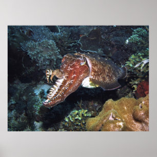 Tintenfische am Riff Poster
