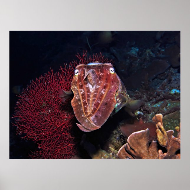 Tintenfische in den Gilis Poster (Vorne)