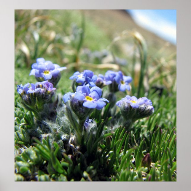 Tiny Alpine Tundra Blume Poster (Vorne)