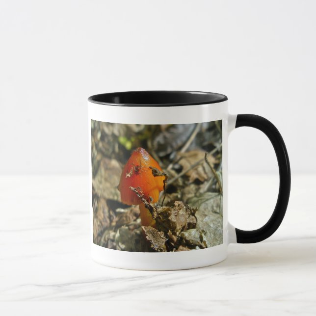 Tiny Amberina Cone Cap Mushroom Tasse (Rechts)