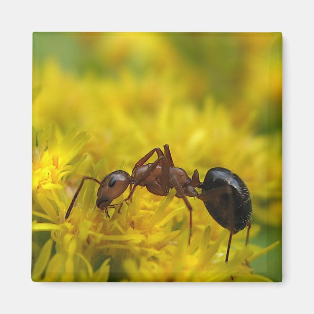 Tiny Ant auf Goldenrod Magnet (Vorne)