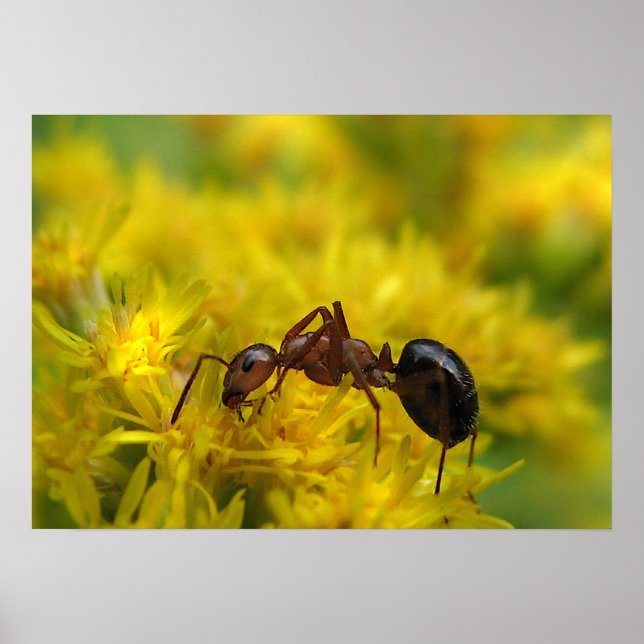 Tiny Ant auf Goldenrod Poster (Vorne)
