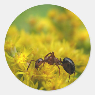 Tiny Ant auf Goldenrod Runder Aufkleber
