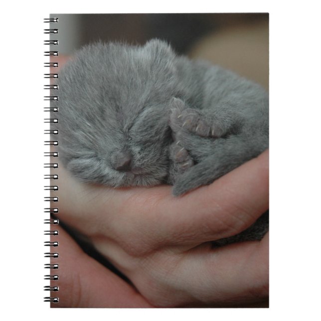 Tiny Baby Blue Kitten Notizblock (Vorderseite)