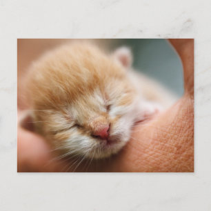 Tiny Baby Kitten Postkarte