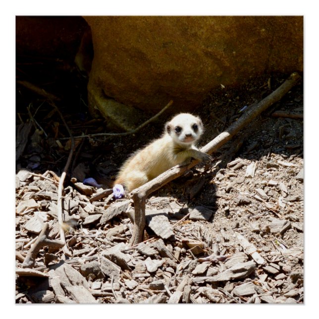 Tiny Baby Meerkat Poster (Vorderseite)