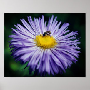 Tiny Bee auf Lila Aster-Blume Poster