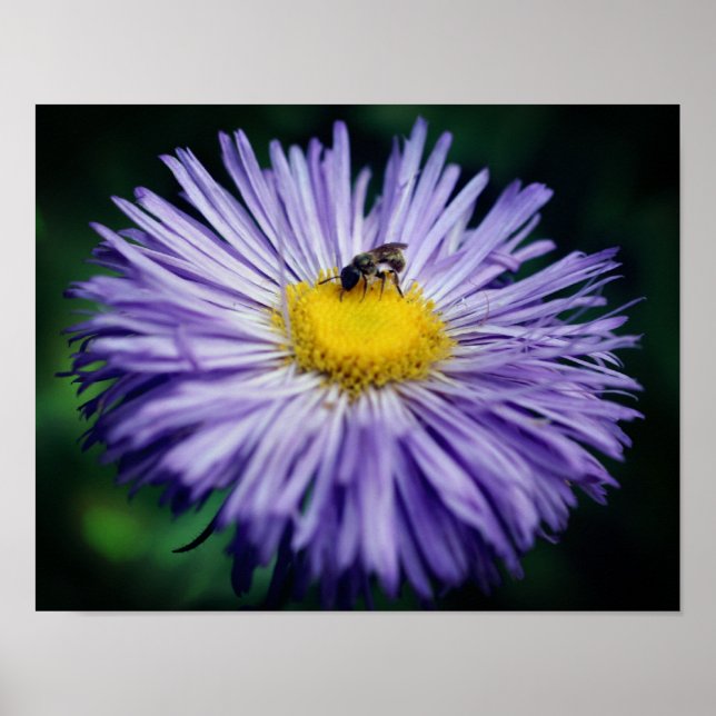 Tiny Bee auf Lila Aster-Blume Poster (Vorne)