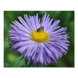 Tiny Bee auf Lila Aster Daisy Blume Nature 8x10 Fotodruck