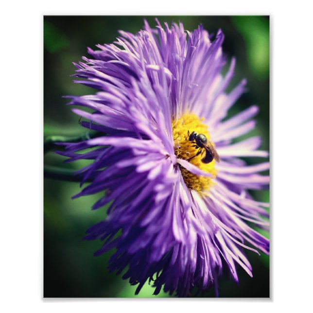 Tiny Bee auf Lila Daisy-Blume Nah 8x10 Fotodruck (Vorne)