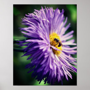 Tiny Bee auf Lila Daisy-Blume Nah Poster