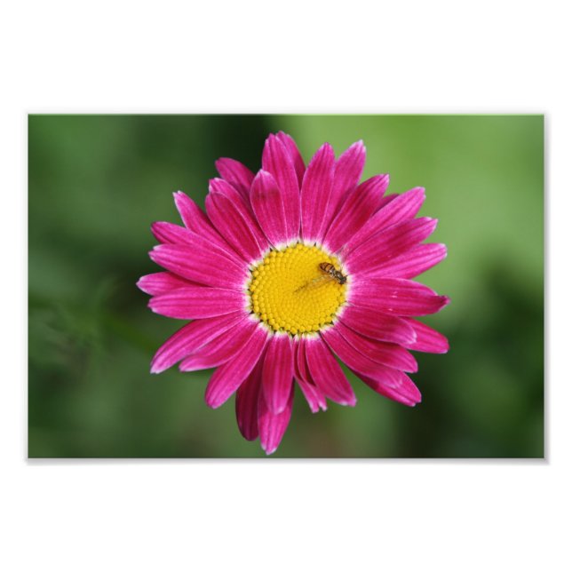 Tiny Bee on Painted Daisy Fotodruck (Vorne)