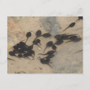 Tiny Black Tadpoles Nature Postkarte