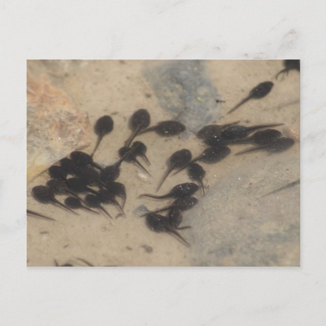 Tiny Black Tadpoles Nature Postkarte (Vorderseite)