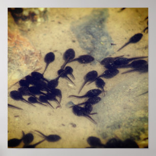 Tiny Black Toad Tadpoles Nature Poster