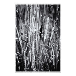 Tiny Bull Rush Marsh Grasses Black and White Fotodruck