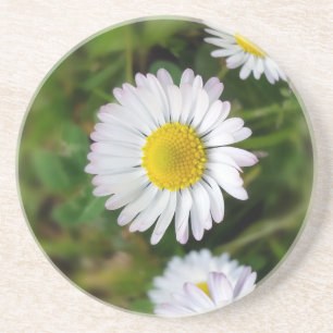 Tiny Daisies Getränkeuntersetzer