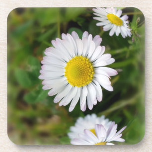 Tiny Daisies Untersetzer
