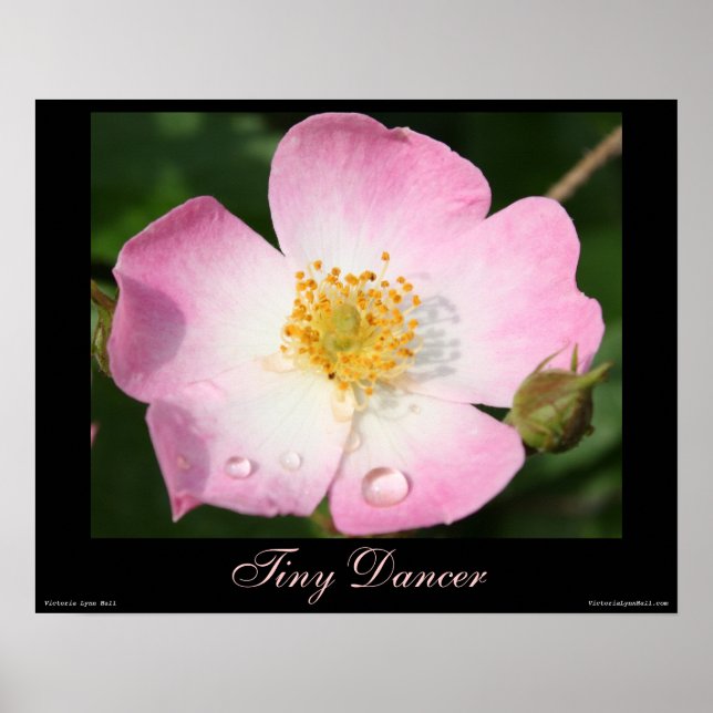 Tiny Dancer - Ballerina Rose Fotografy Poster (Vorne)