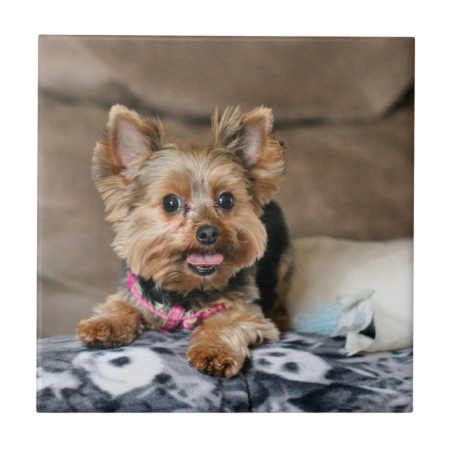 Tiny Dynao Fliese (Vorderseite)