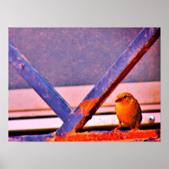 Tiny Finch Poster (Vorne)