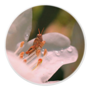 Tiny Grasshopper auf der Blume der weißen Azalea Keramikknauf