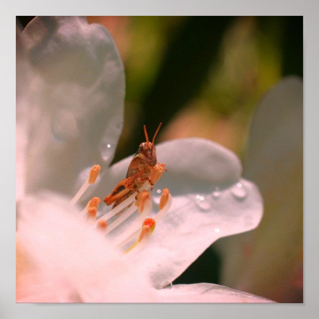 Tiny Grasshopper auf der Blume der weißen Azalea Poster (Vorne)